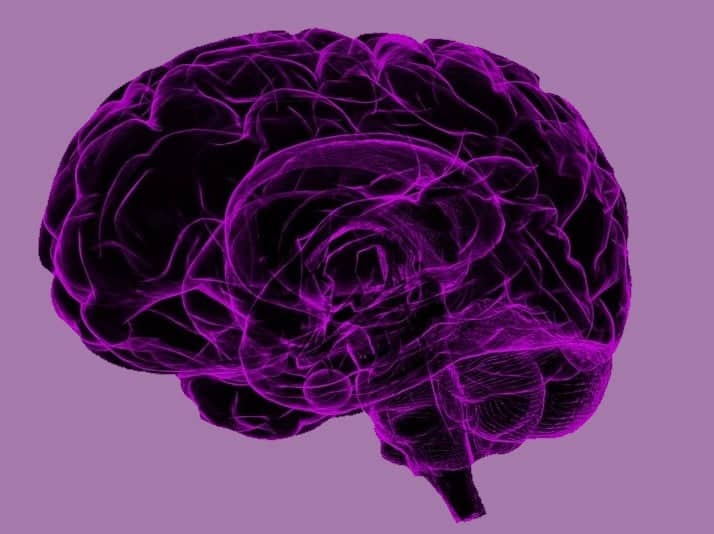 Image of a brain in shaded in purple to highlight Alzheimer's awareness.