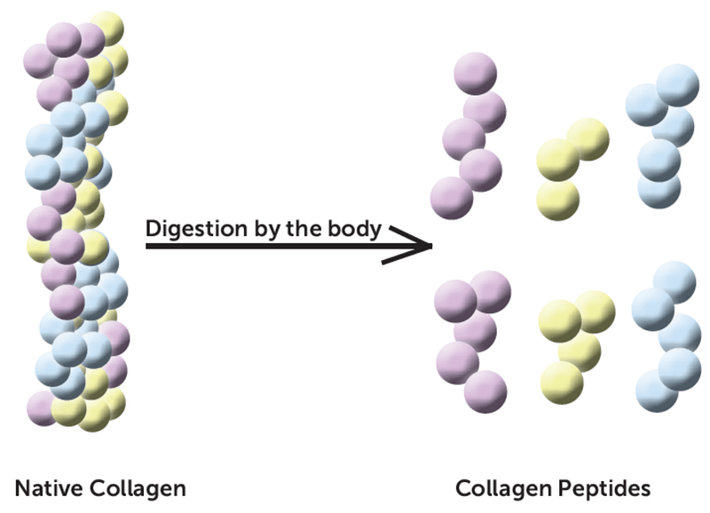 Native Collagen and Collagen Peptides